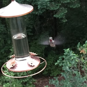 A special treat - seeing hummingbirds come to their deck.