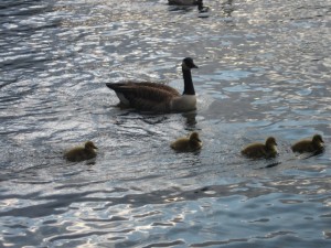 Mother goose and goslings